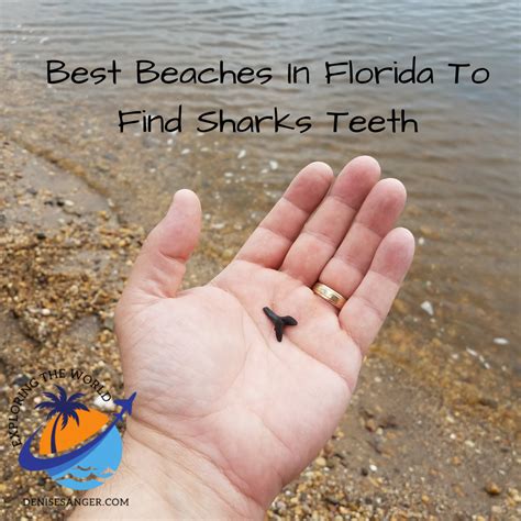 Where to Find Sharks in Florida .
